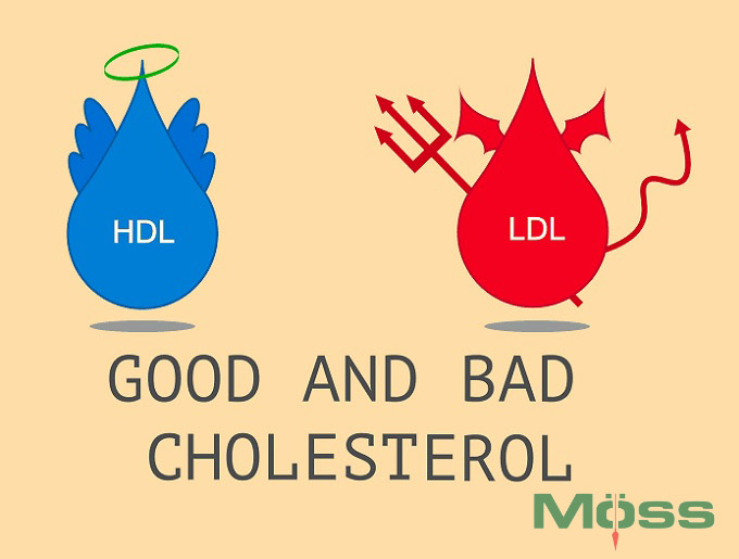 Cholesterol HDL được coi như thiên thần, LDL được coi như ác quỷ